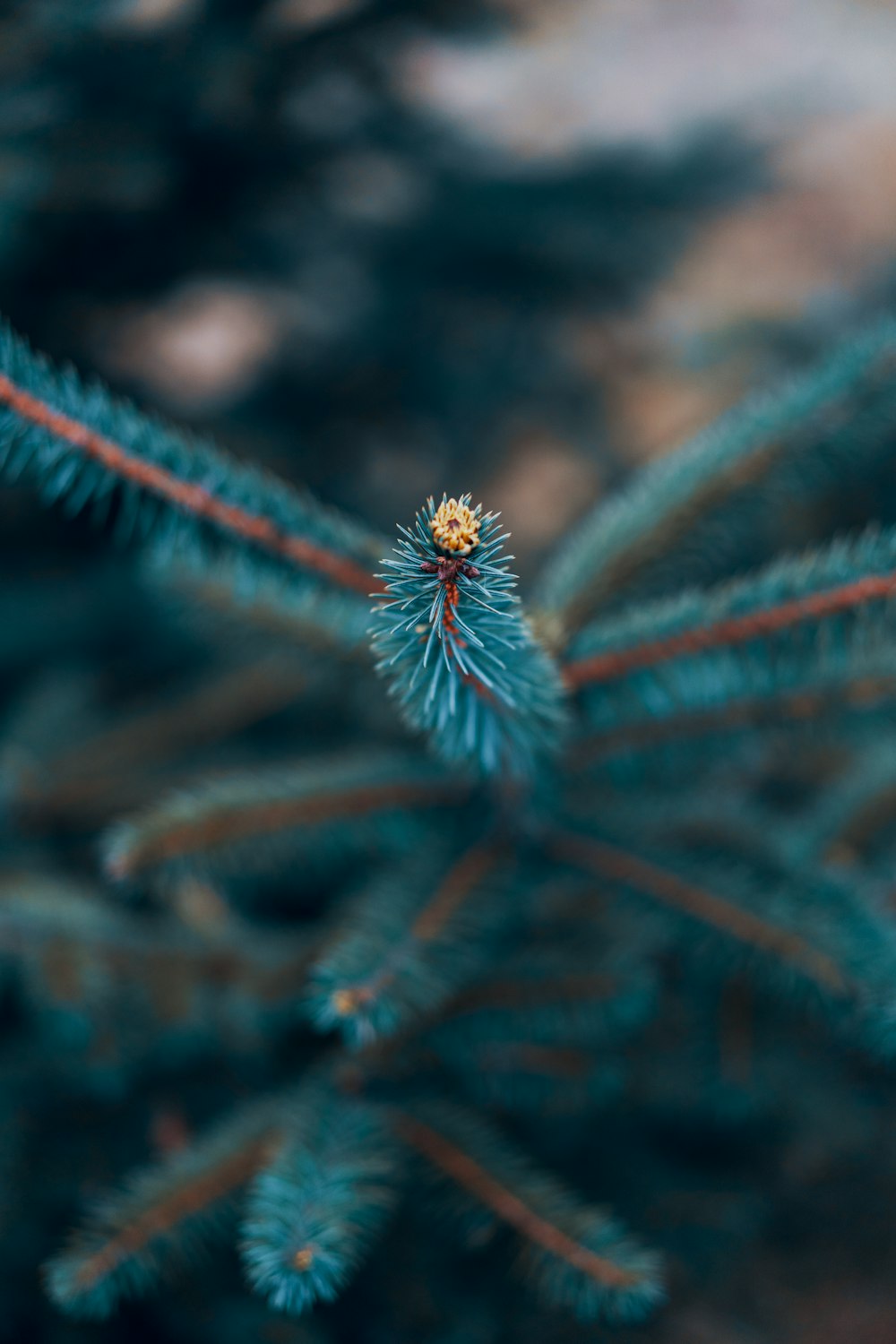 macro photography of teal leaf