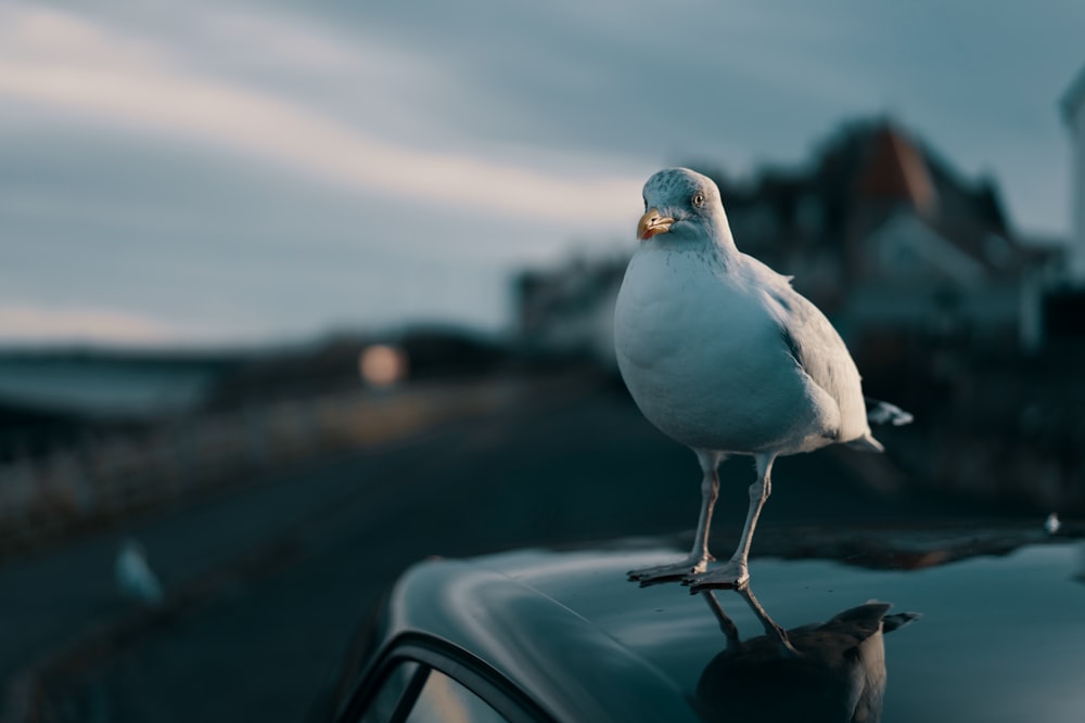 Fotografía de enfoque selectivo de porches de pájaros blancos en el coche