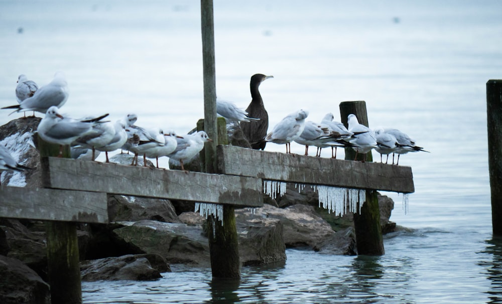 white and black birds on beach dock