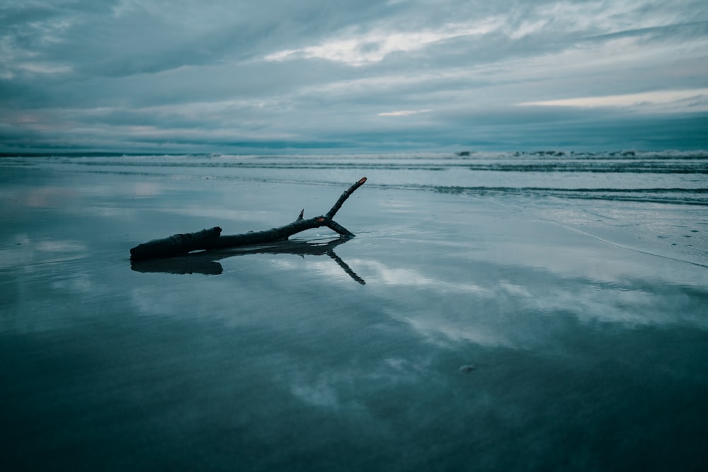 gray log on sea view calm sea