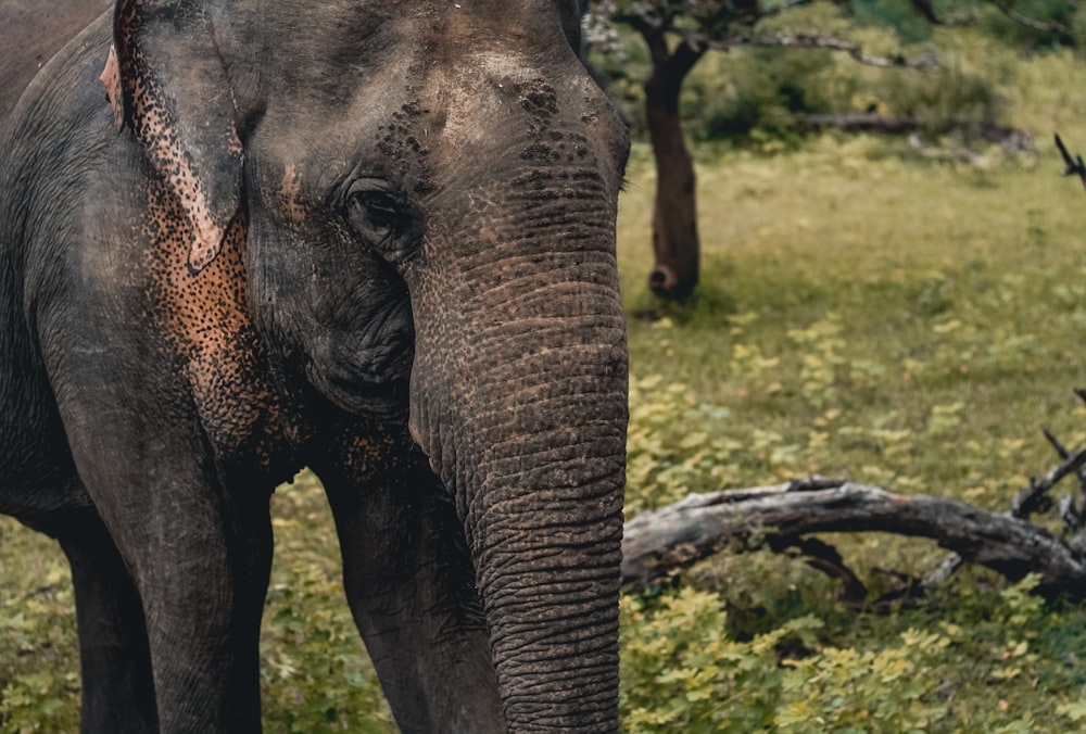 elephant on green field