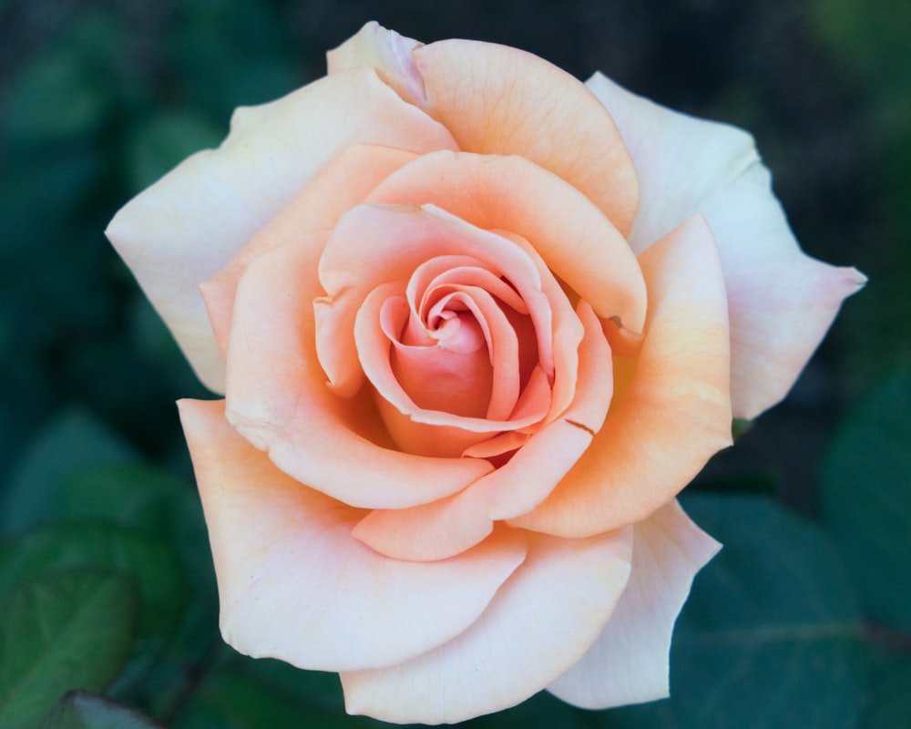 closeup photography of white and orange petal flower