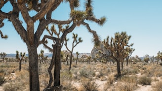 A desert landscape featuring numerous Joshua trees spread across a dry, sandy terrain. The sky is clear and blue, with distant mountains faintly visible on the horizon. The atmosphere is arid and serene, with scattered shrubs and rocks dotting the ground.
