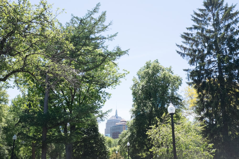 tall trees under blue sky