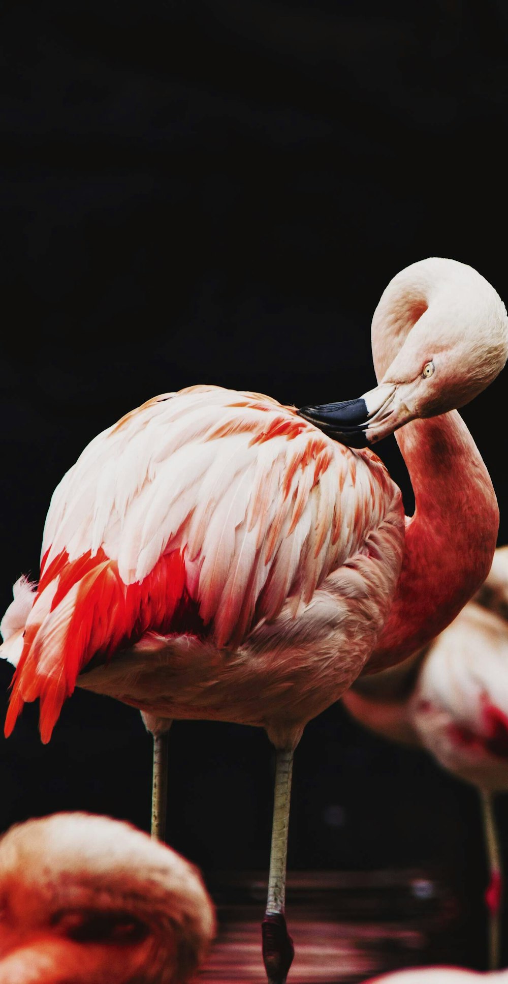 selective focus photography of pink flamingo