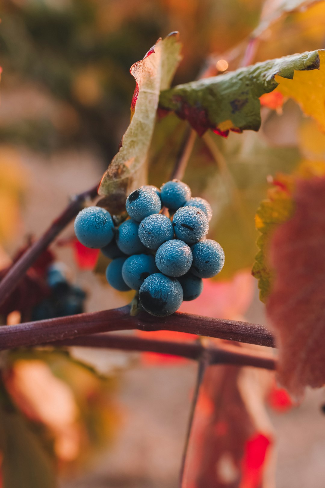 Comment pallier l’augmentation du niveau d’alcool dans les vins ?