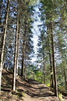 A winding forest path lined with tall pine trees, sunlight filtering through the branches.