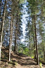 A sunlit forest path lined with tall pine trees and soft moss underfoot.