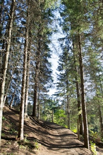 A winding forest path lined with tall pine trees, sunlight filtering through the branches.