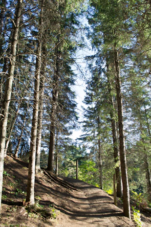 Sunlit forest path with dappled light filtering through tall pine trees.
