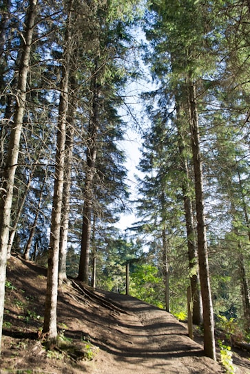 A sunlit forest path winding through tall pine trees with soft moss underfoot.