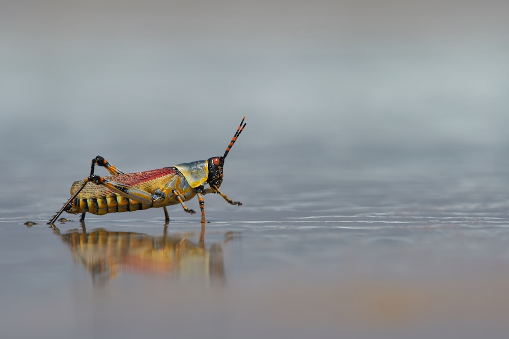 insect walking on ground