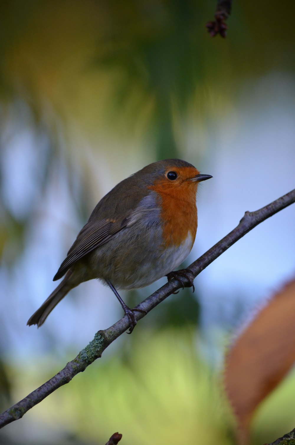 gray and orange bird perched on branch