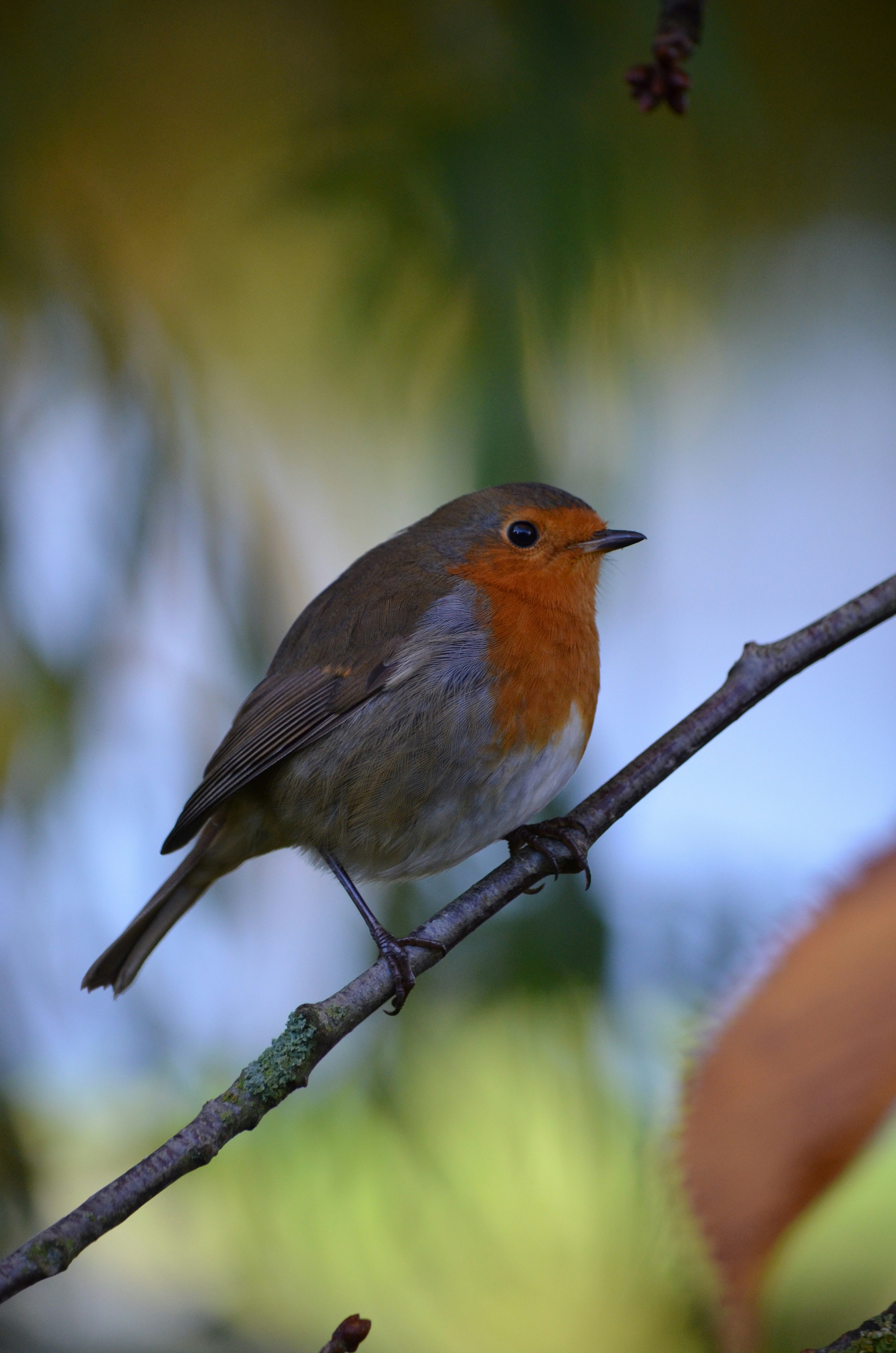 A brave Robin redbreast who seemed to be interested in cameras.