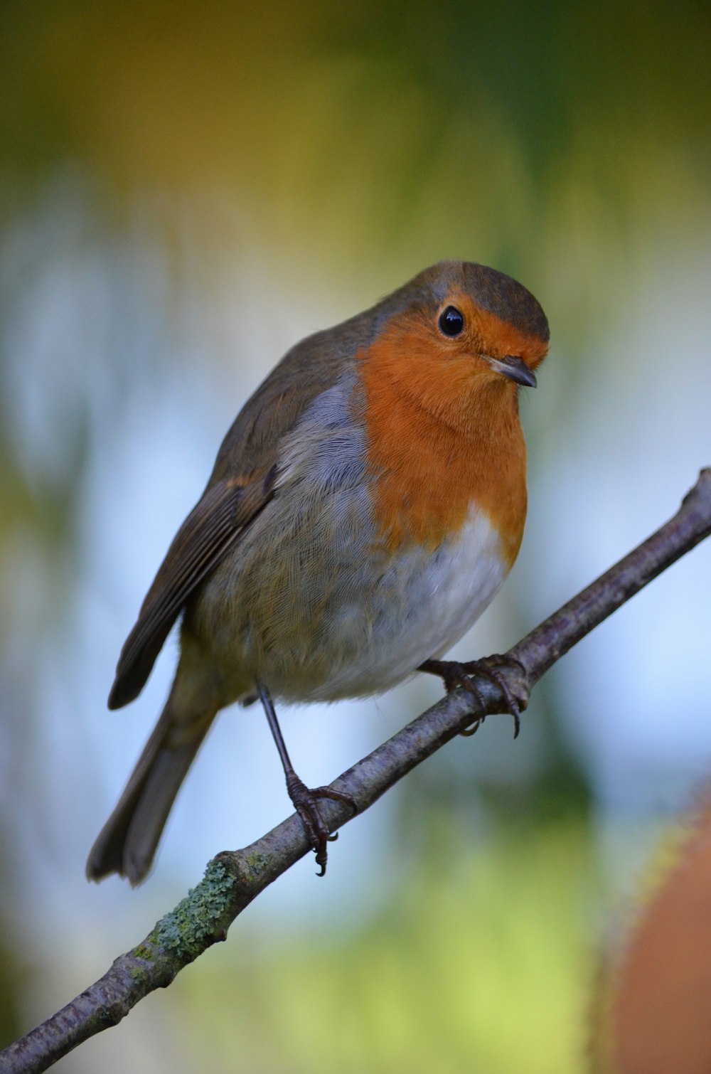 bird on tree branch