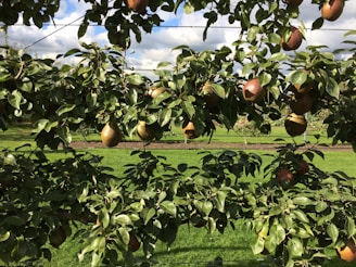 A sunlit orchard with ripe pears hanging from branches, showcasing a family-owned farm.