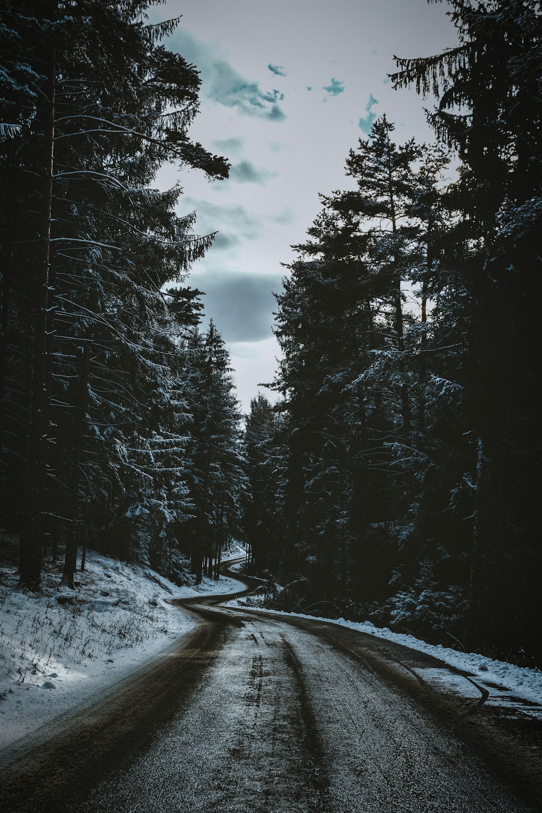 spiral road between pine tree