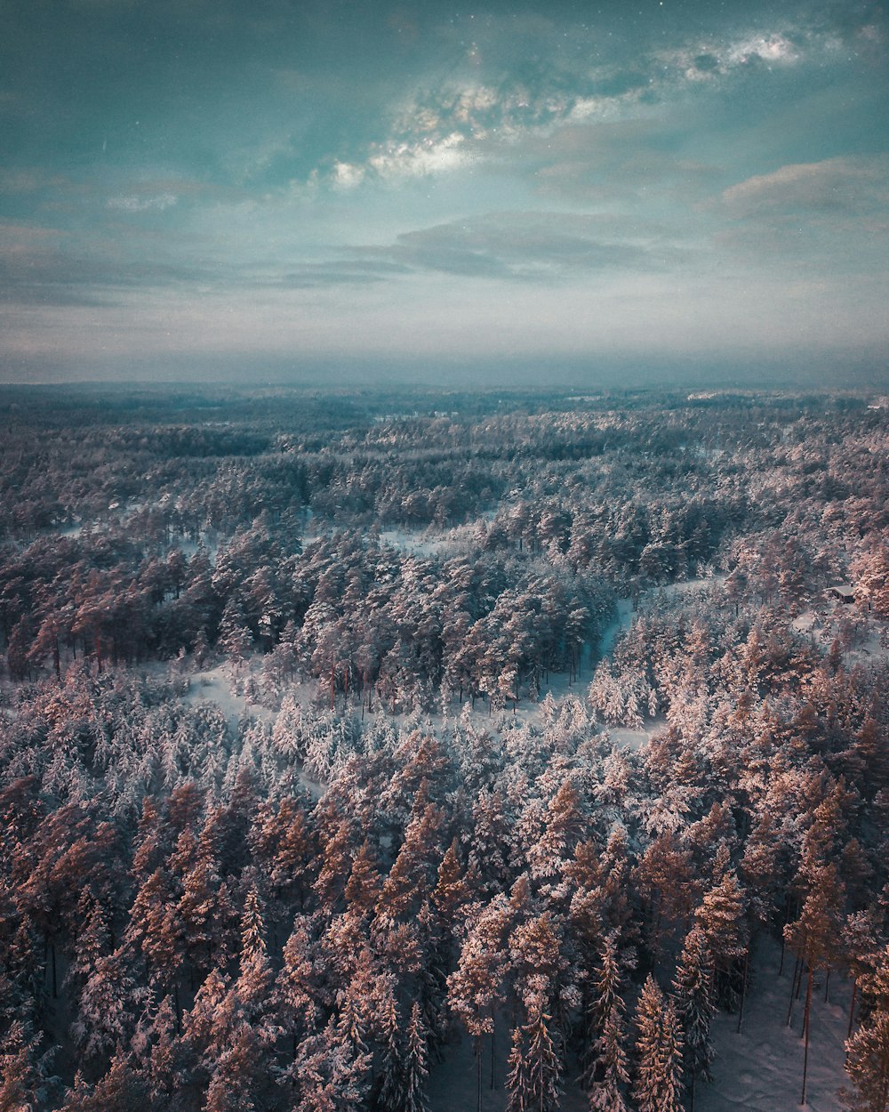 árvores cobertas de neve