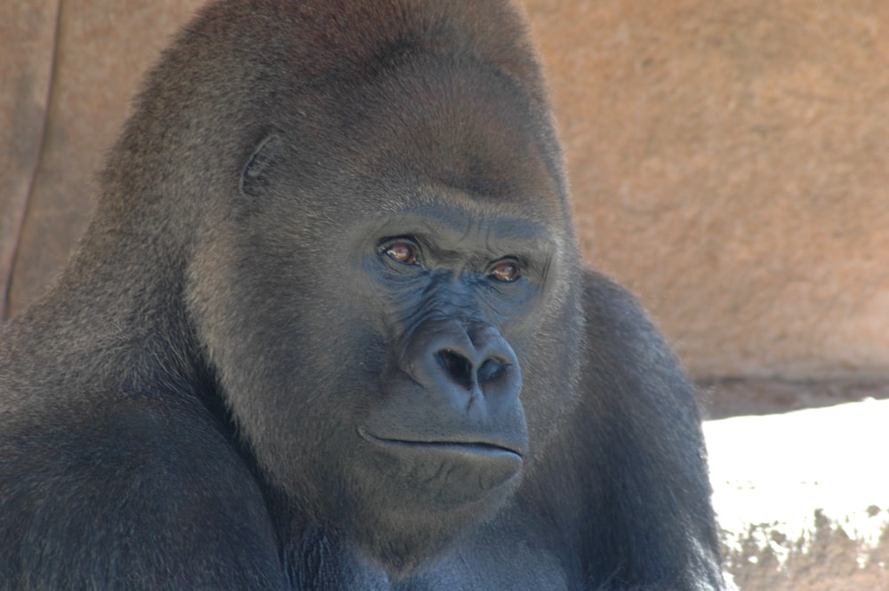 a close up of a gorilla looking at the camera