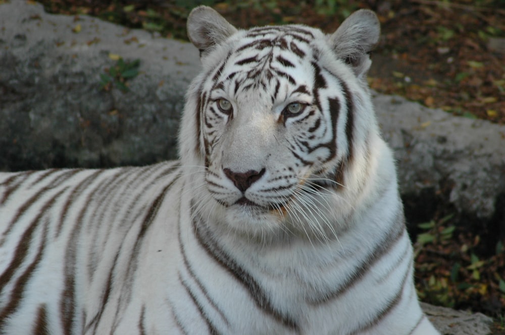 albino tiger