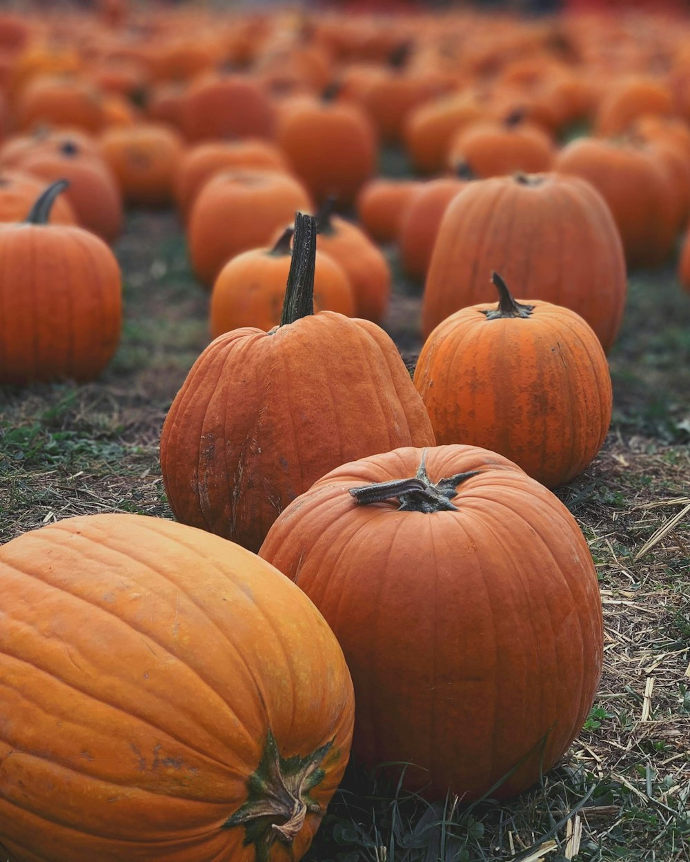 close-up photography of pumpkin lot