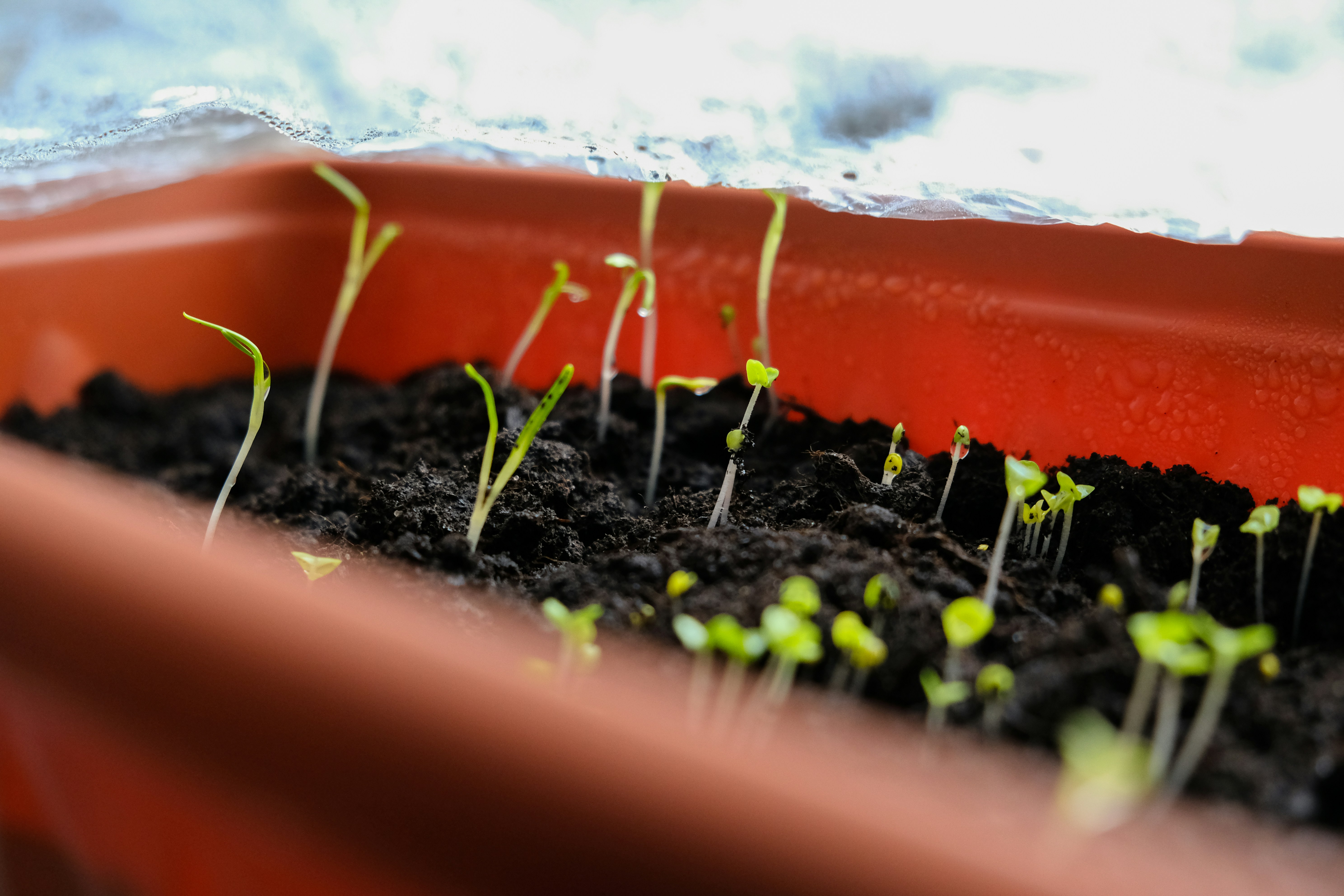 Essential Amazon Products to Jumpstart Your Seed Starting Season