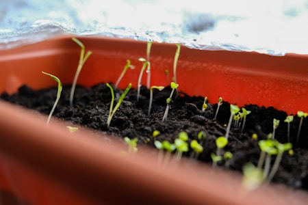 Small green seedlings emerge from dark, moist soil in a rectangular orange container. Condensation droplets are visible on the clear covering, indicating a humid environment conducive to growth. The seedlings are at various stages, with some showing leaves while others are just beginning to sprout.