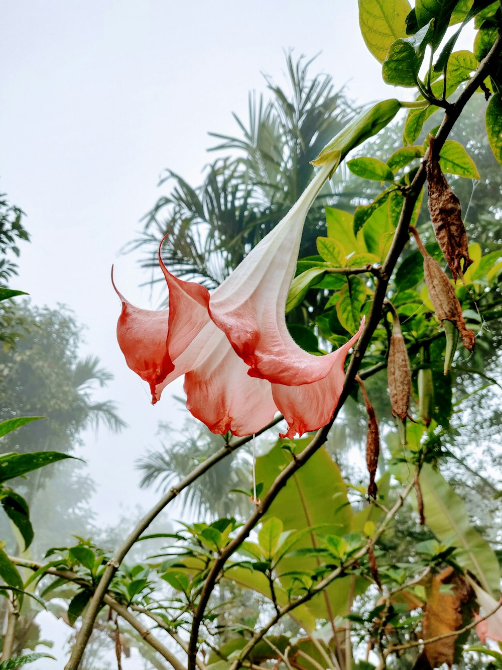 white and red petaled flower