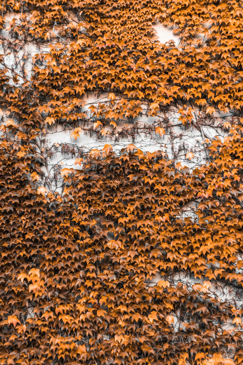 un muro ricoperto di tante foglie verdi e arancioni