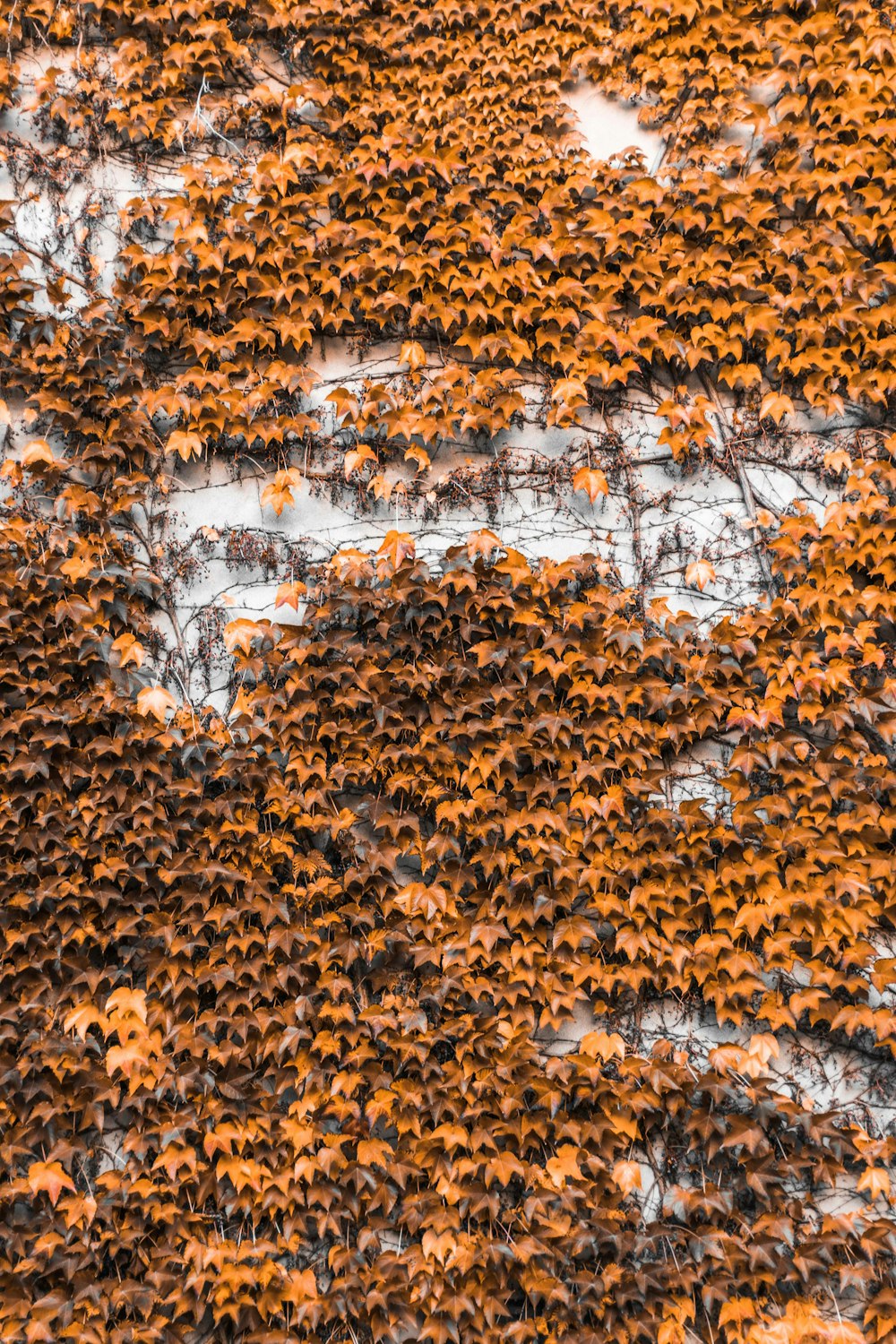 a wall covered in lots of green and orange leaves