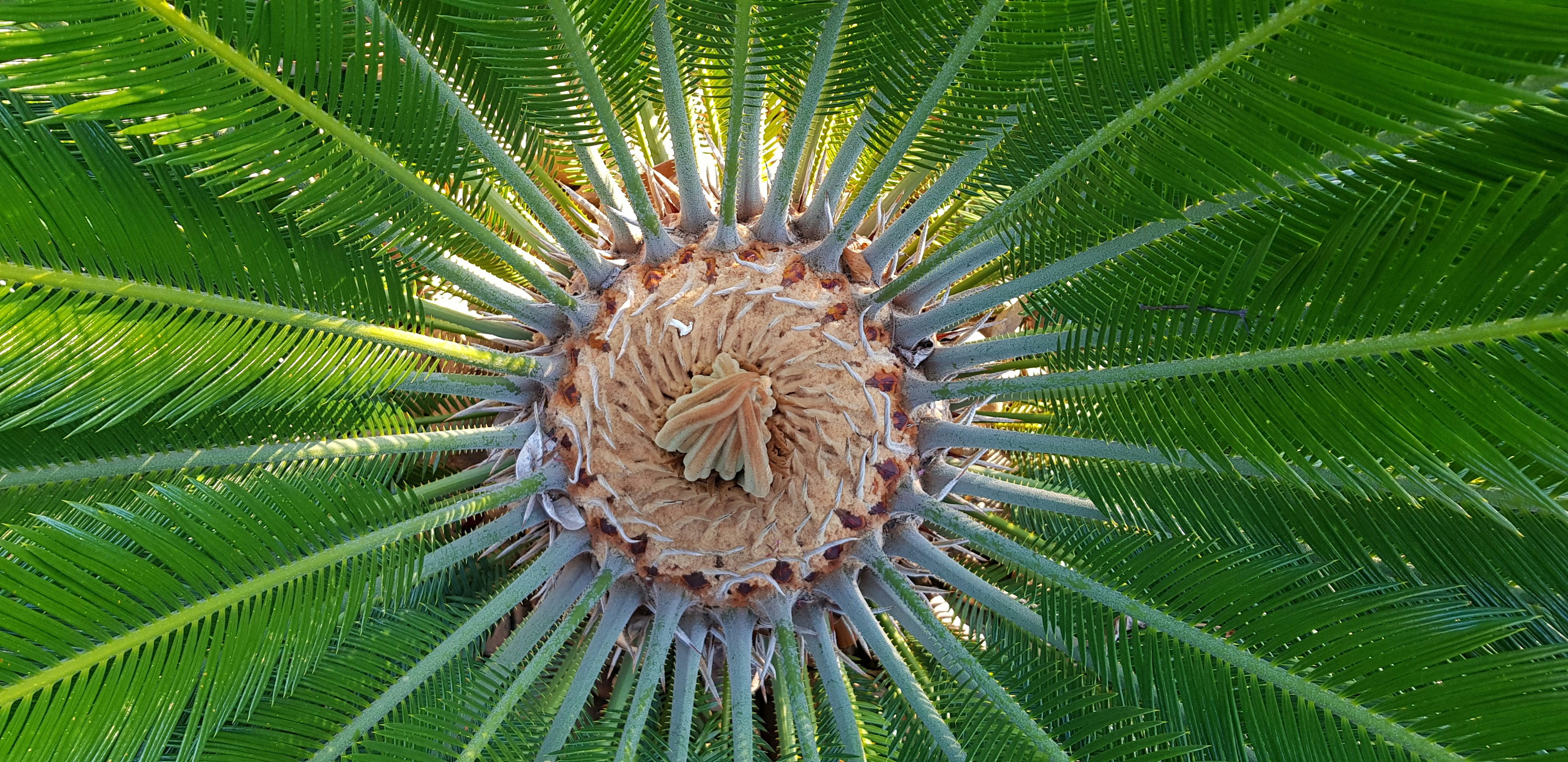 Understanding Plant Structure: The Foundation of Life