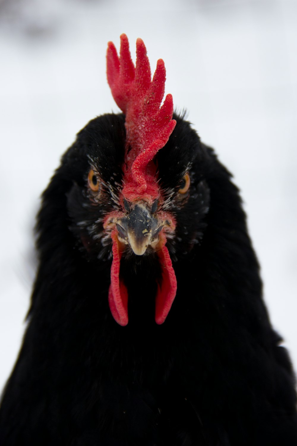 selective focus photography of black chicken