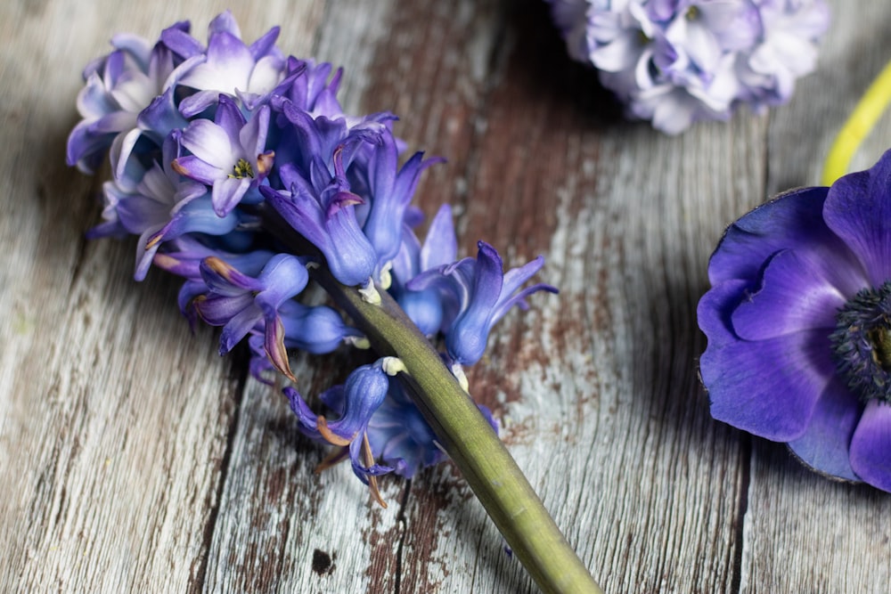 selective focus photography of purple petaled flower on brown and white wooden surface