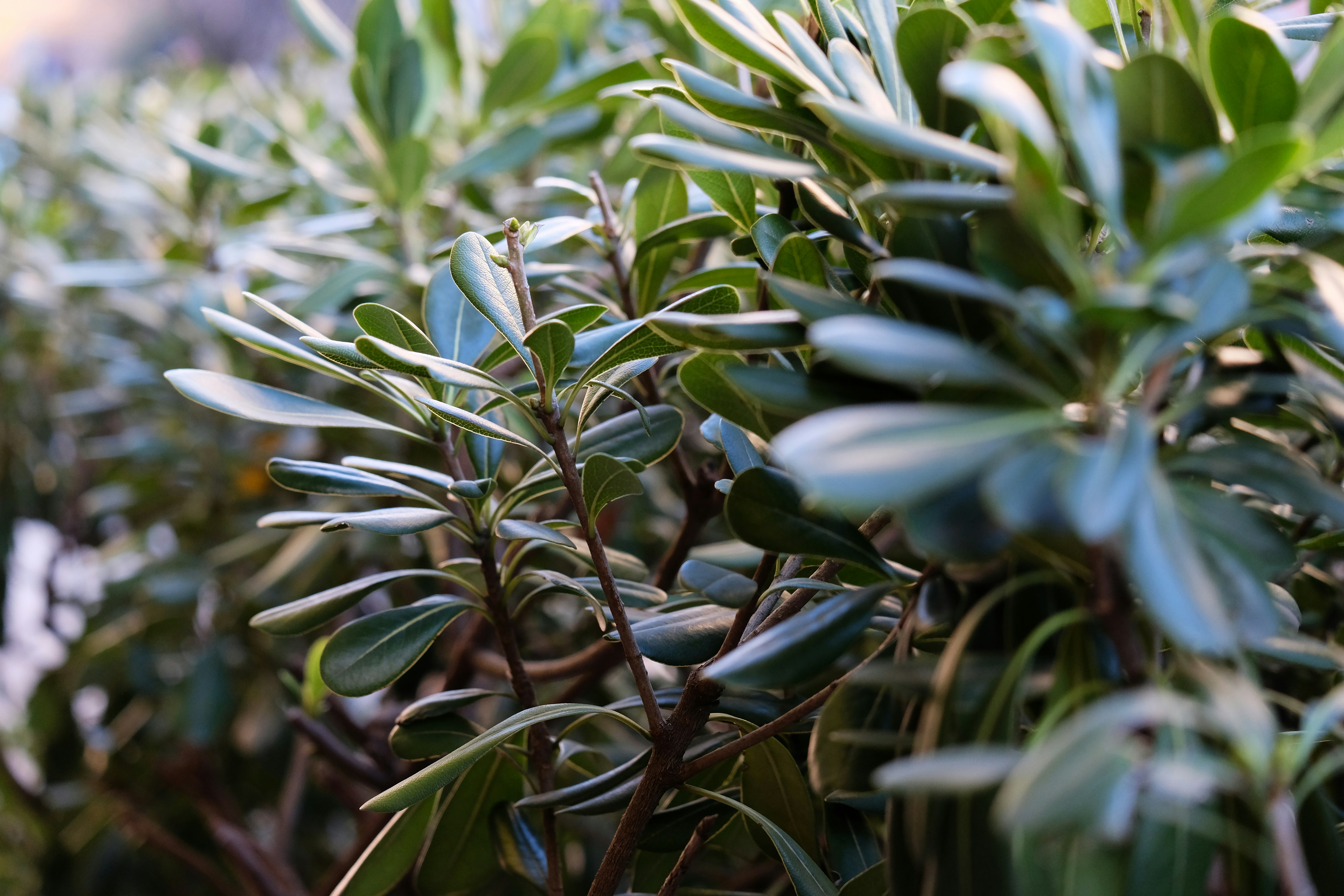 Perfect to use as a background! Just imagine walking down the street surrounded by these beautiful plants!