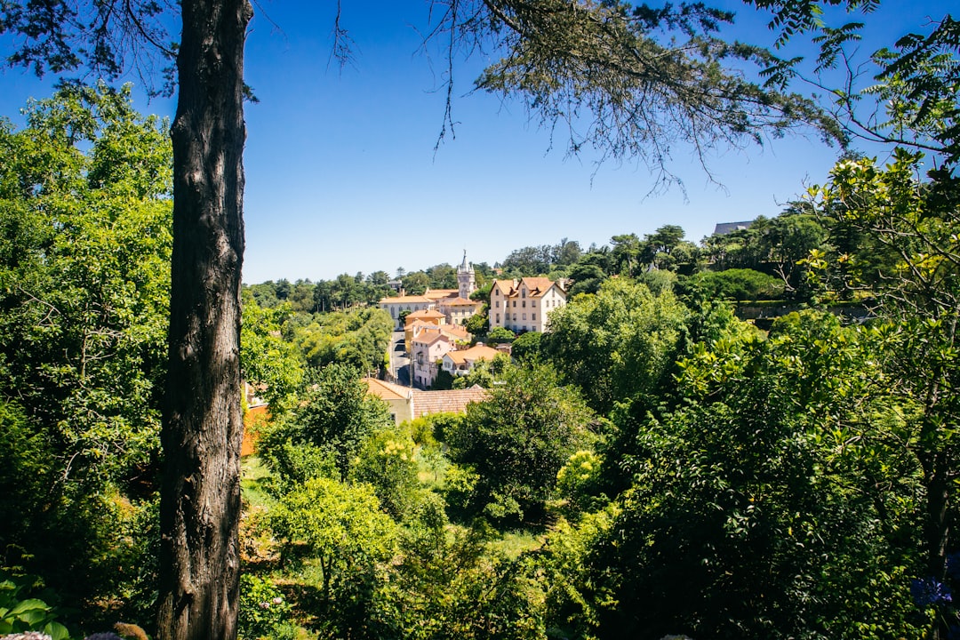 buildings surrounded by trees