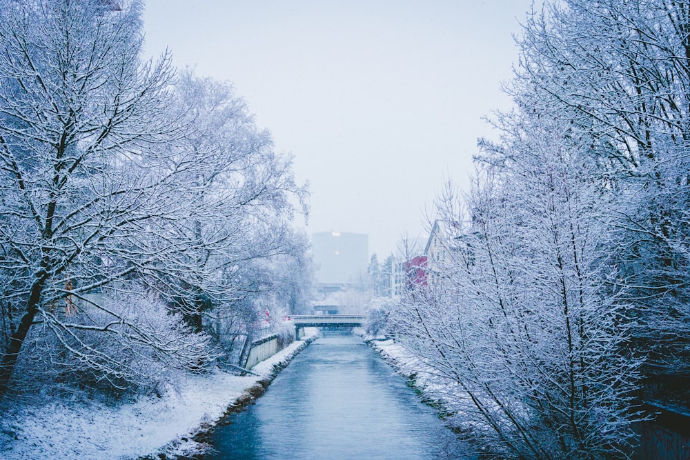 selective focus photography of body of water between bare trees