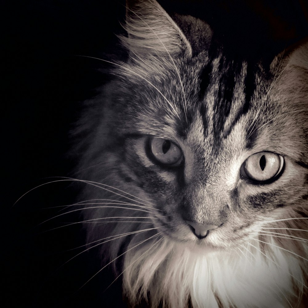 얼룩 무늬 고양이의 클로즈업 사진