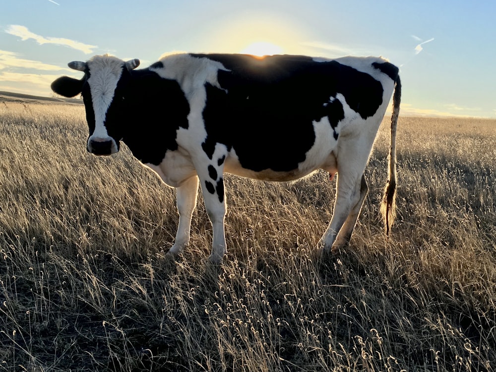 white and black cow