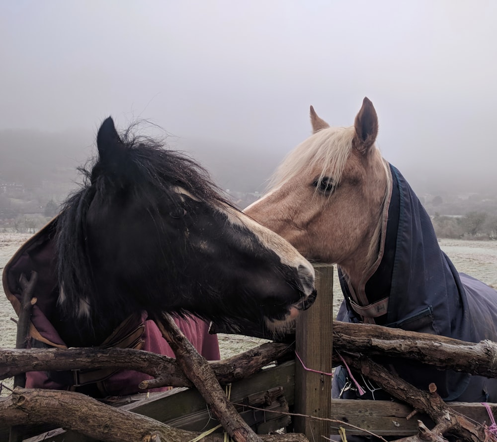 two brown and black horses