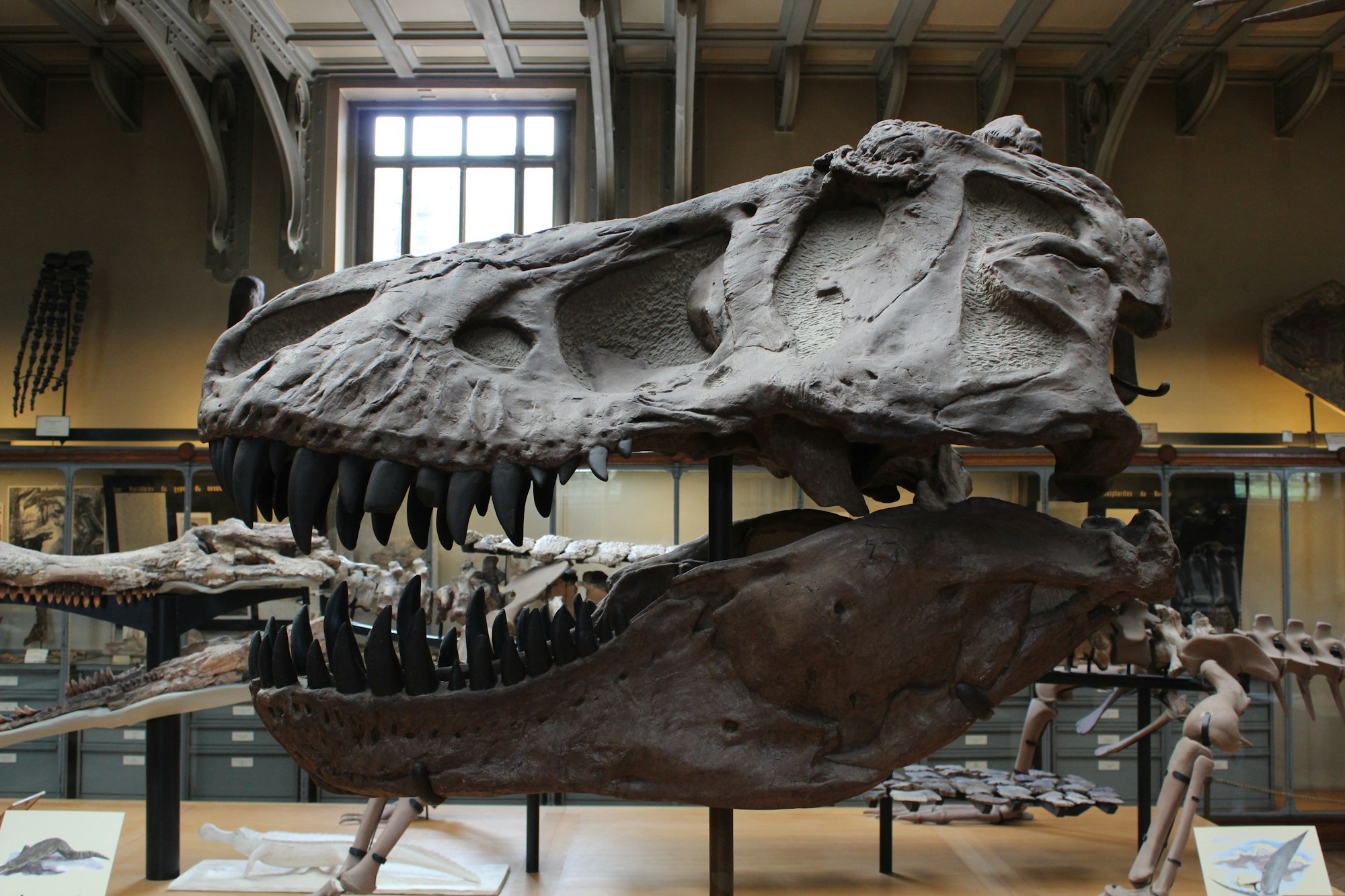 In Which Country Was The Largest Known T-Rex Skeleton Found?