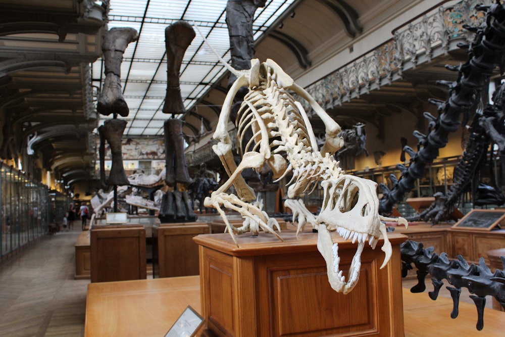 dinosaur skeleton display in a room