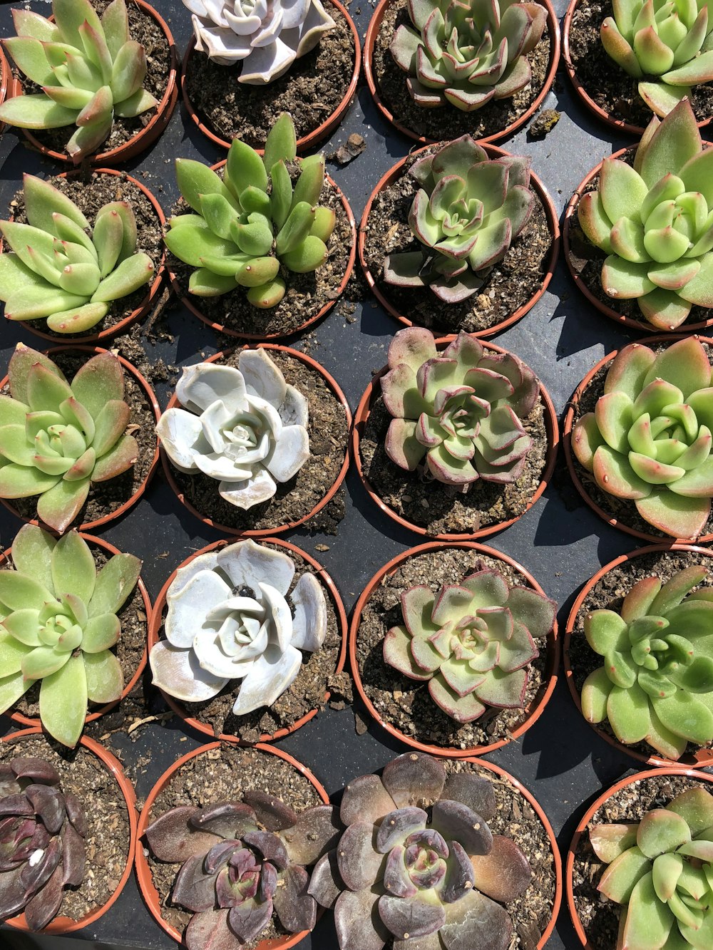 close-up photography of assorted-color succulent on flower pot