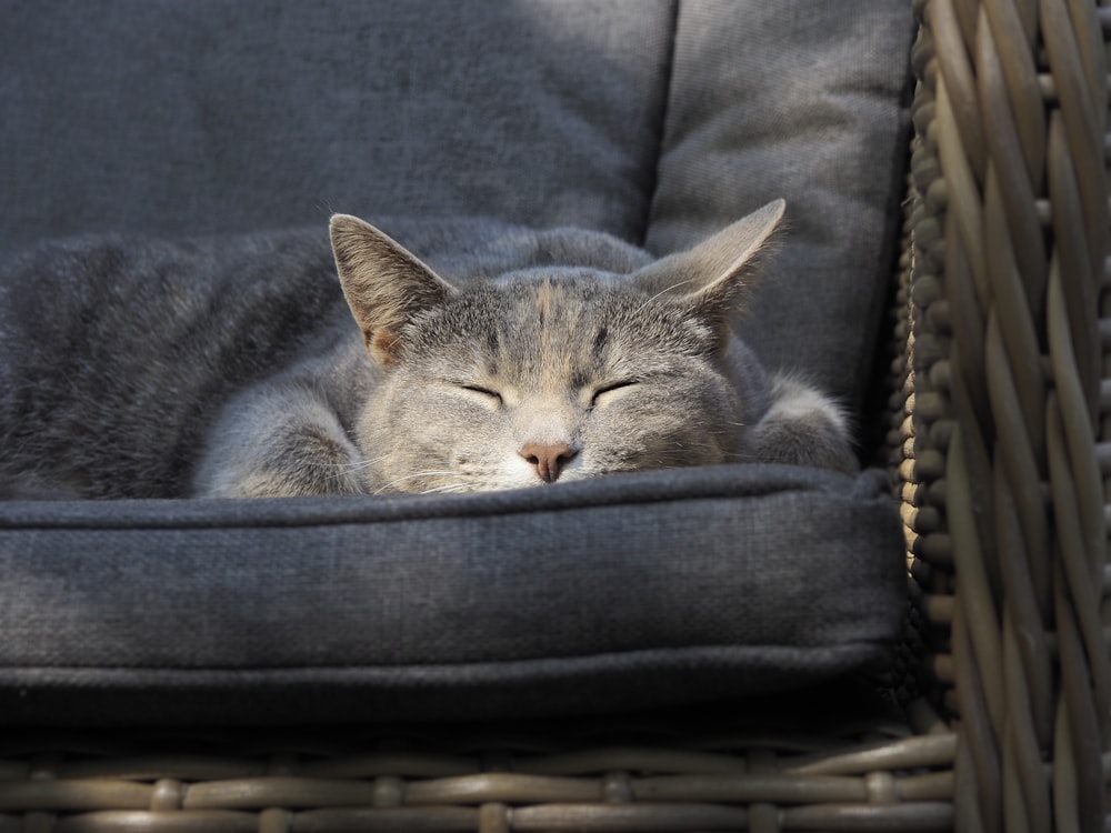 cat on sofa