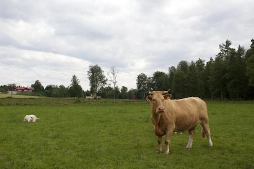 A friendly farmer standing in a green pasture with cows in the background.