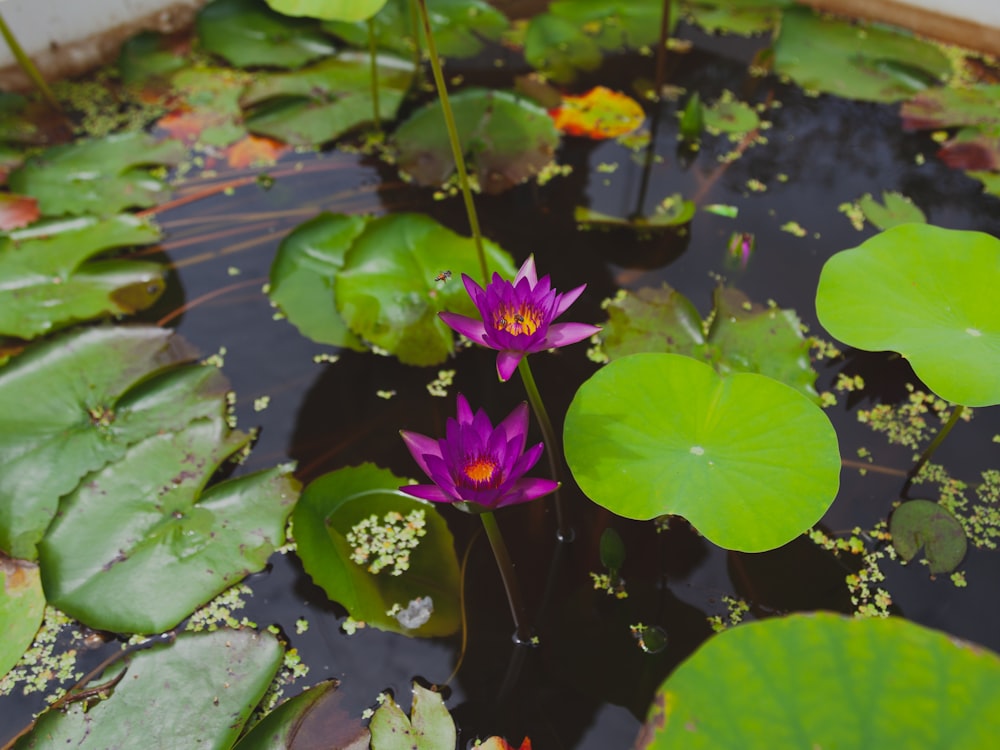 two purple lotus flowers