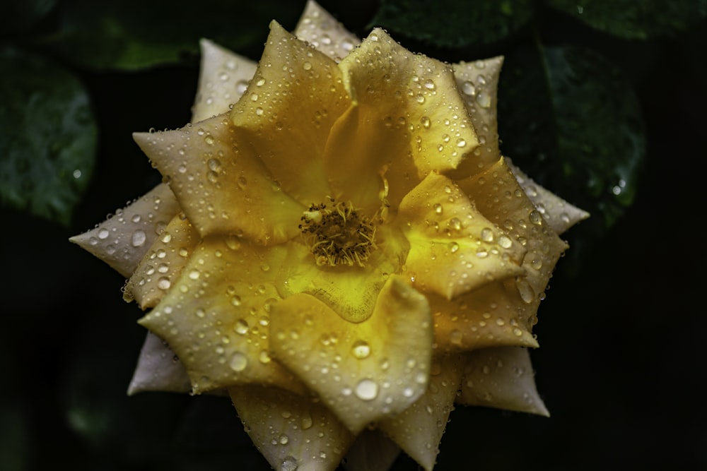 micro photography of yellow petaled flower with water dew