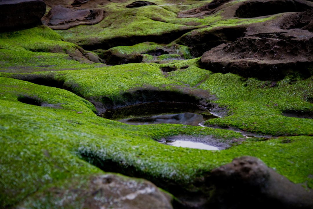Photo de algues-gonidies par Darion Queen