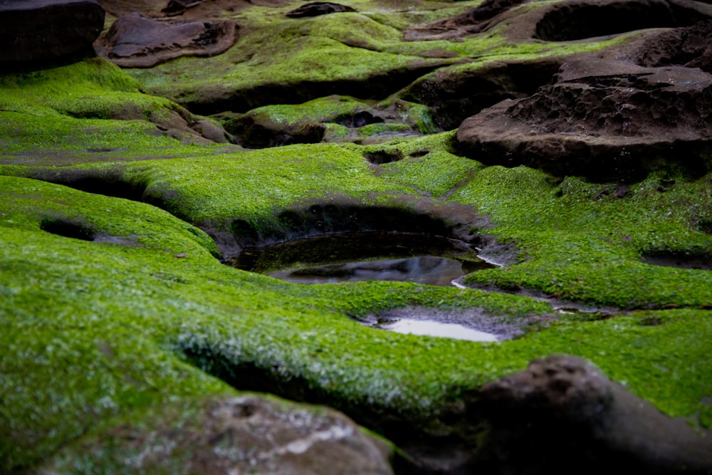 selective focus photography of rock with grass