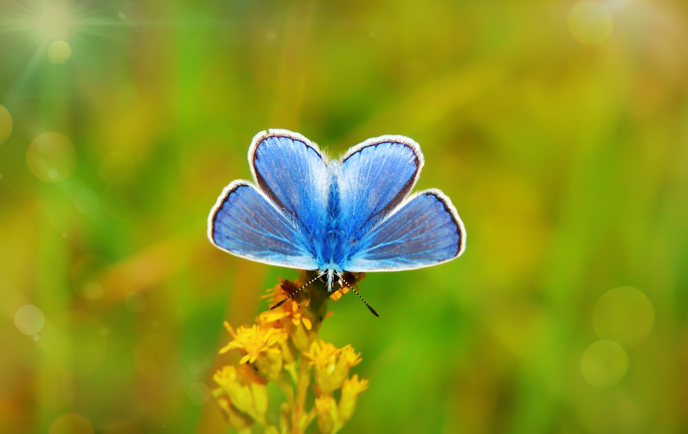 blue butterfly on yellow flower