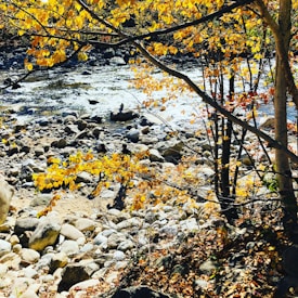 A picturesque scene of a rocky riverbank with a flowing river in the background. The surrounding trees are adorned with vibrant yellow autumn leaves, creating a warm and inviting atmosphere. Sunlight filters through the leaves, casting dappled shadows on the rocks below.